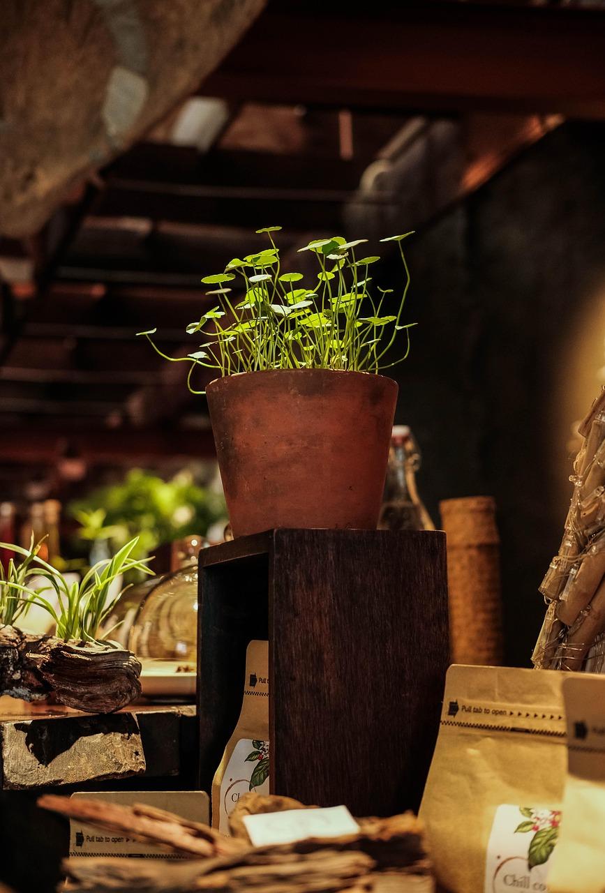 Зеленые питомцы, готовые к росту: как легко размножать комнатные растения