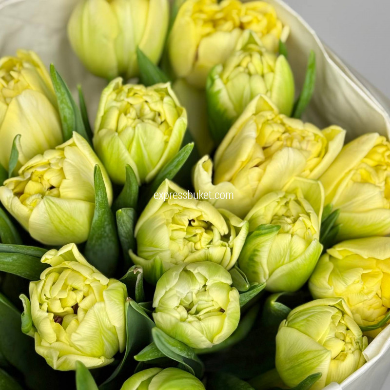 Лимонные пионовидные тюльпаны, 19 шт