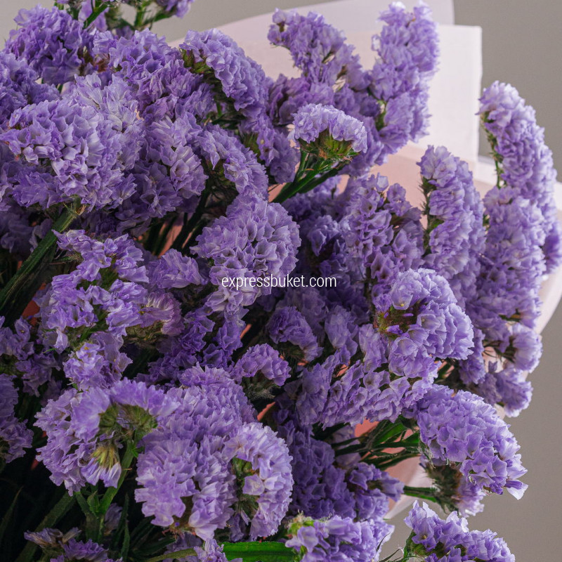 Фиолетовое волшебство